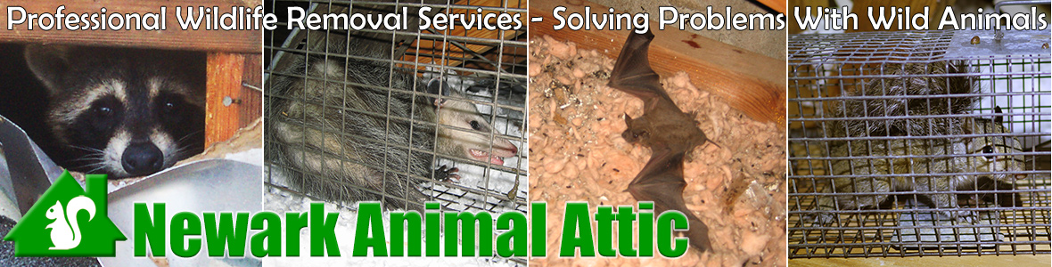 Newark Animal Attic